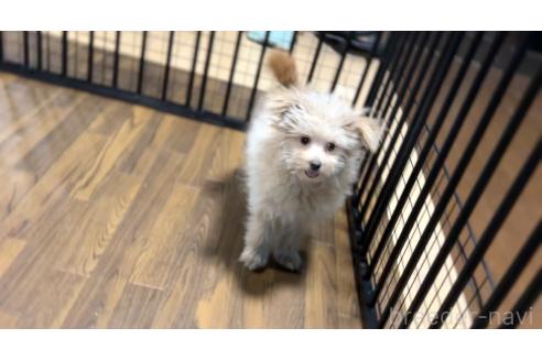 成約済の栃木県のポメプー:ポメラニアン×トイプードル-339475の4枚目