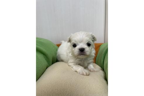 成約済の滋賀県のミックス犬-365451の17枚目
