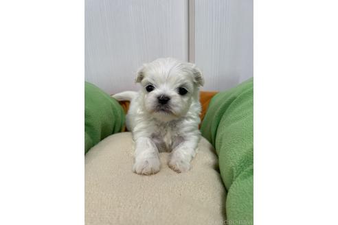 成約済の滋賀県のミックス犬-365451の16枚目