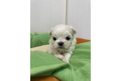成約済の滋賀県のミックス犬-365451の15枚目