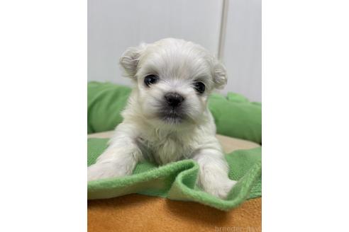 成約済の滋賀県のミックス犬-365452の18枚目