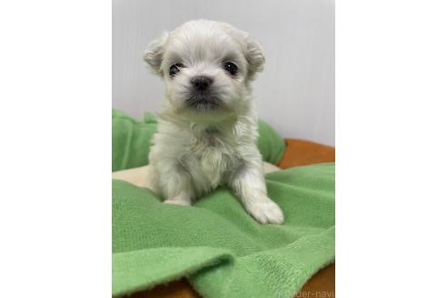 成約済の滋賀県のミックス犬-365452の17枚目