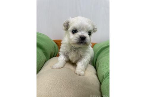 成約済の滋賀県のミックス犬-365452の16枚目