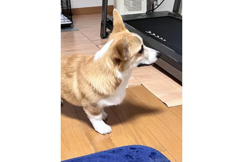 販売中の愛知県のウェルシュコーギーペンブローク-346919の3枚目