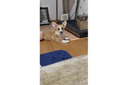 販売中の愛知県のウェルシュコーギーペンブローク-346919の2枚目