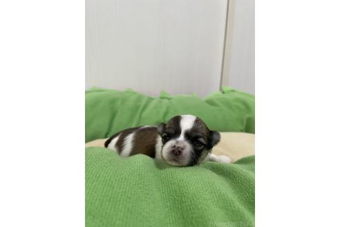 成約済の滋賀県のチワマル:チワワ×マルチーズ-366428の41枚目