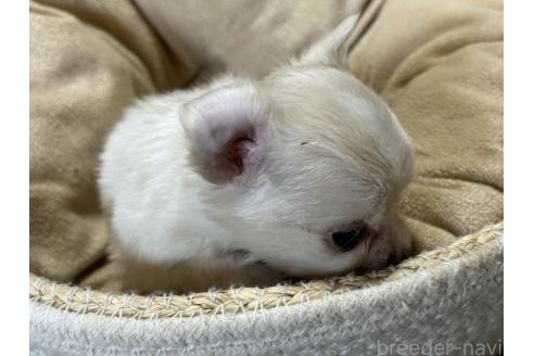 成約済の千葉県のチワワ(ロングコート)-362096の5枚目