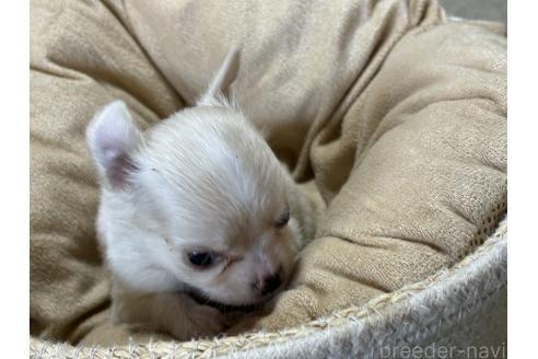 成約済の千葉県のチワワ(ロングコート)-362096の4枚目