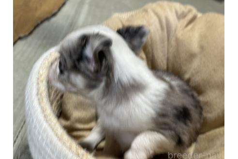 成約済の千葉県のチワワ(ロングコート)-362086の5枚目