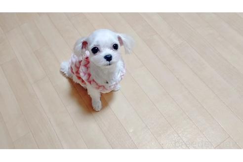 ケイトちゃん1枚目