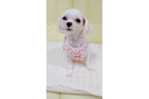 ケイトちゃん1枚目