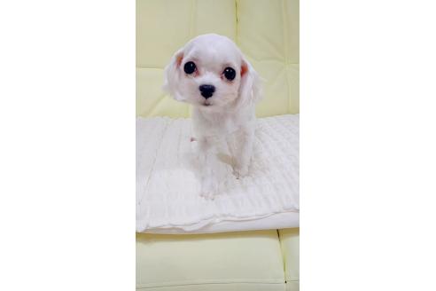 ケイトちゃん1枚目