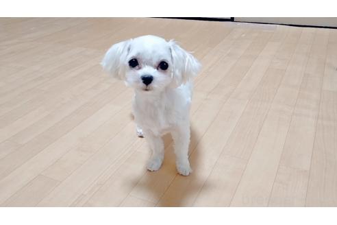 ケイトちゃん1枚目
