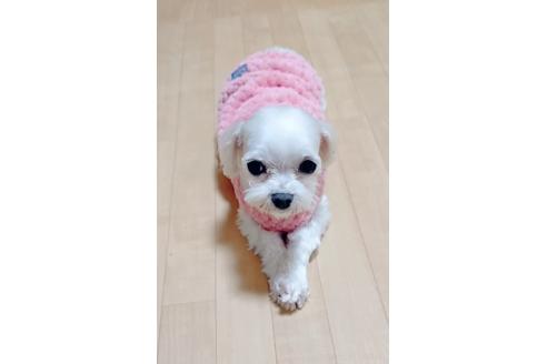 カレンちゃん1枚目