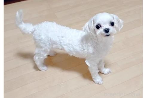 カレンちゃん1枚目