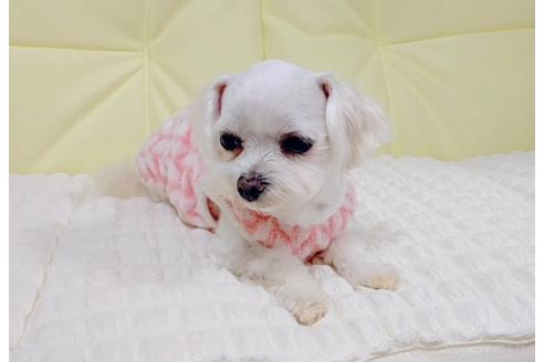 サブリナちゃん1枚目