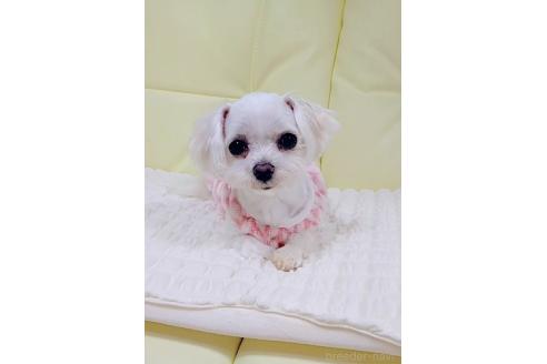 サブリナちゃん1枚目