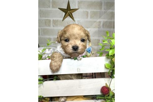 成約済の愛知県のマルプー:マルチーズ×トイプードル-366672の4枚目