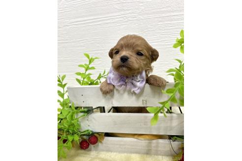 成約済の愛知県のマルプー:マルチーズ×トイプードル-366672の2枚目