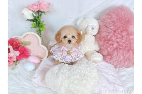 成約済の大阪府のティーカッププードル-363931の6枚目