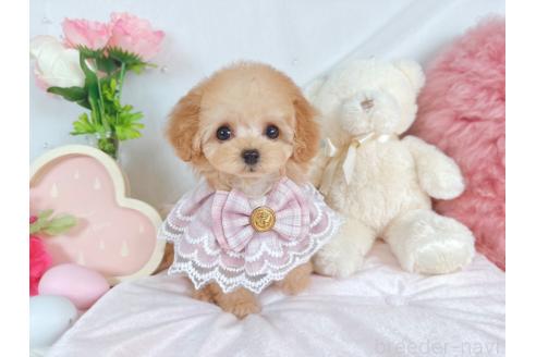 成約済の大阪府のティーカッププードル-363931の4枚目