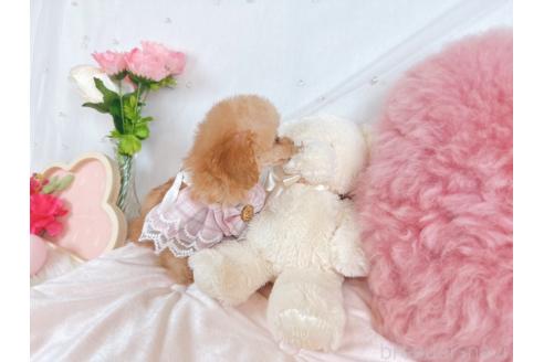 成約済の大阪府のティーカッププードル-363931の3枚目