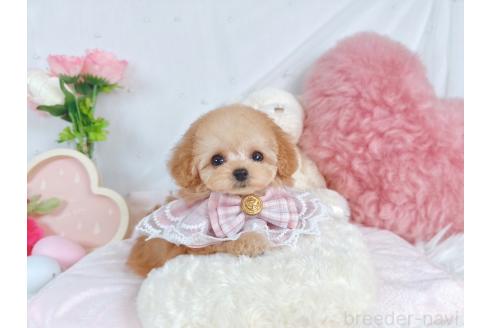 成約済の大阪府のティーカッププードル-363931の2枚目