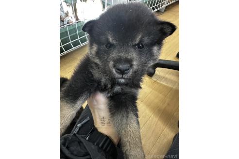 成約済の千葉県の柴犬-366679の5枚目