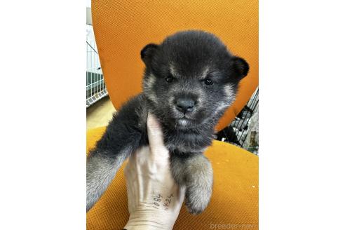 成約済の千葉県の柴犬-366679