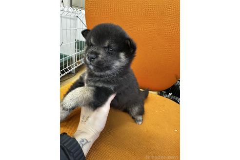 成約済の千葉県の柴犬-366679の3枚目
