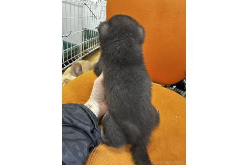 成約済の千葉県の柴犬-366679の2枚目