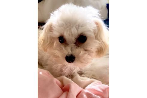 成約済の東京都のミックス犬-329634の47枚目