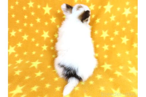 成約済の千葉県のパピヨン-361333の32枚目