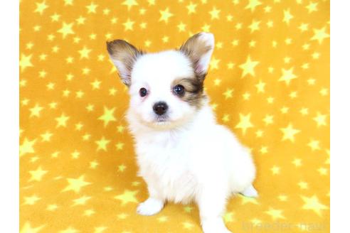 成約済の千葉県のパピヨン-361333の31枚目
