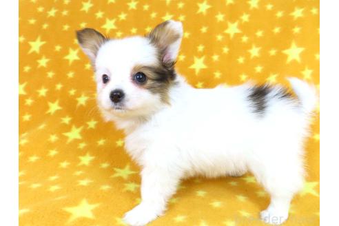 成約済の千葉県のパピヨン-361333の29枚目