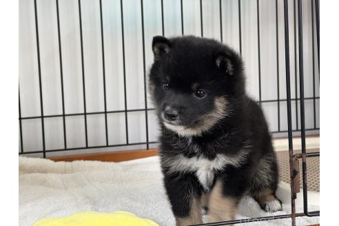 販売中の岡山県の豆柴-364838の8枚目