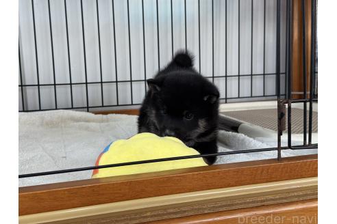 販売中の岡山県の豆柴-364838の7枚目