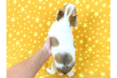 成約済の千葉県のチワワ(ロングコート)-354672の11枚目