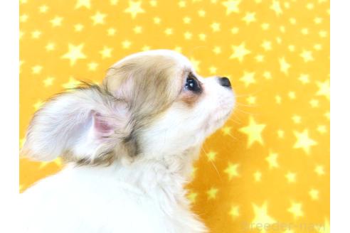 成約済の千葉県のチワワ(ロングコート)-354672の10枚目