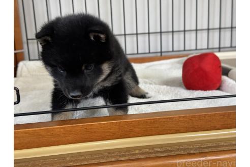 販売中の岡山県の豆柴-364829の3枚目