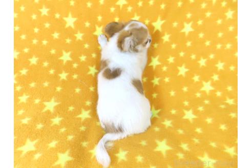 成約済の千葉県のチワワ(ロングコート)-354676の33枚目