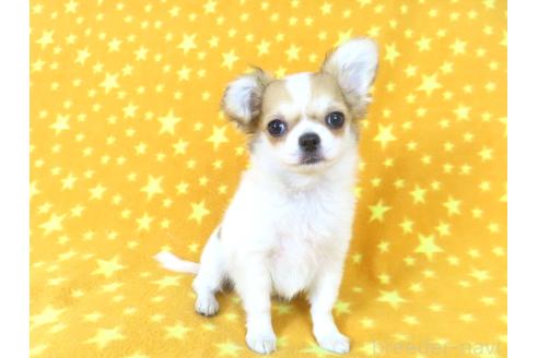 成約済の千葉県のチワワ(ロングコート)-354676の32枚目