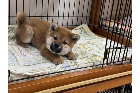 成約済の岡山県の柴犬-359478の4枚目