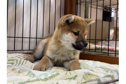 成約済の岡山県の柴犬-359478の3枚目