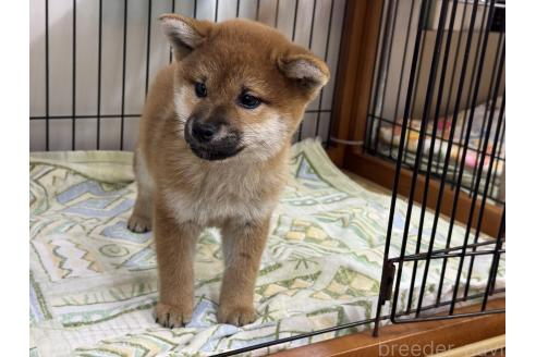 成約済の岡山県の柴犬-359478の2枚目