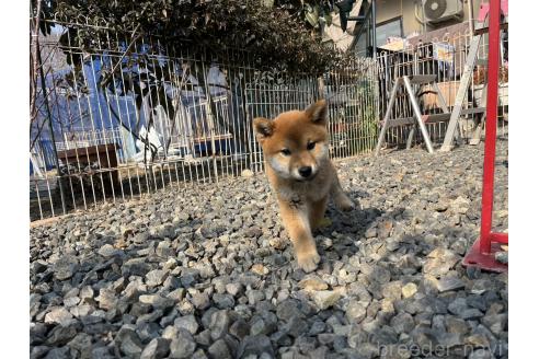 成約済の岡山県の柴犬-359477の4枚目