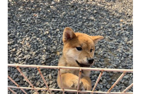 成約済の岡山県の柴犬-359477の3枚目