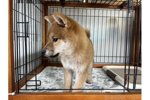 成約済の岡山県の柴犬-359477の2枚目