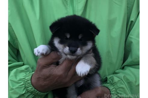 成約済の愛知県の柴犬-364920の5枚目