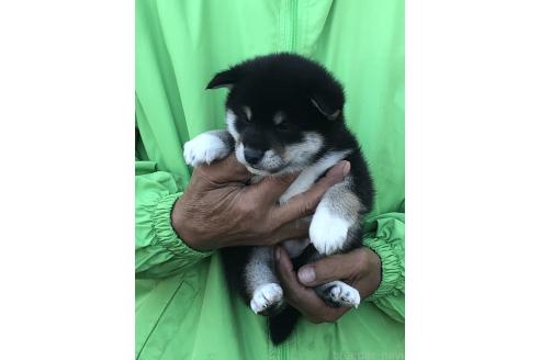 成約済の愛知県の柴犬-364920の4枚目
